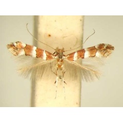 /filer/webapps/moths/media/images/P/pavoniae_Phyllonorycter_HT_TMSA6391.jpg