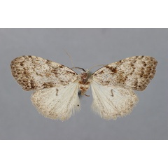 /filer/webapps/moths/media/images/L/lindemannae_Meganola_PT_BMNH.jpg