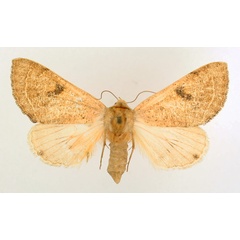 /filer/webapps/moths/media/images/M/marginifera_Ctenusa_AF_TMSA_01.jpg