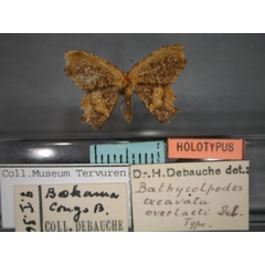 /filer/webapps/moths/media/images/O/overlaeti_excavata_Bathycolpodes_HT_RMCA.jpg