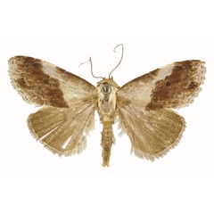 /filer/webapps/moths/media/images/M/mesoleuca_Negeta_STM_CMNH.jpg