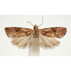 /filer/webapps/moths/media/images/W/windhoeca_Paraeccopsis_AM_BMNH.jpg