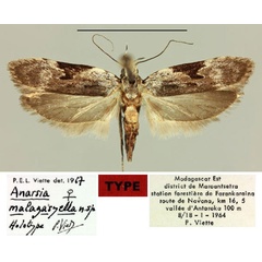 /filer/webapps/moths/media/images/M/malagasyella_Anarsia_HT_MNHN.jpg