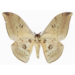 /filer/webapps/moths/media/images/A/alinda_Pseudobunaea_AM_Basquinb.jpg