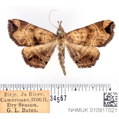 /filer/webapps/moths/media/images/S/simplex_Trichopalpina_AF_BMNH.jpg