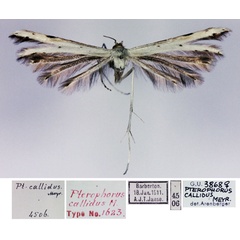 /filer/webapps/moths/media/images/C/callidus_Pterophorus_HT_TMSA.jpg