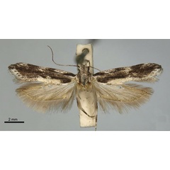 /filer/webapps/moths/media/images/P/pundamilia_Tricerophora_HT_TMSA.jpg