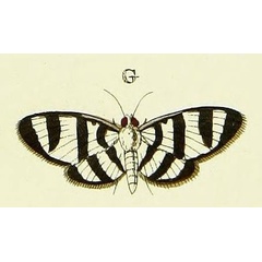 /filer/webapps/moths/media/images/P/phenice_Zebronia_Cramer4_382_G.jpg