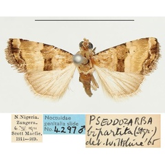 /filer/webapps/moths/media/images/B/bipartita_Pseudozarba_AM_BMNH.jpg