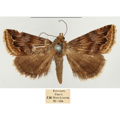 /filer/webapps/moths/media/images/S/staudingeri_Eublemma_AM_BMNH_02.jpg