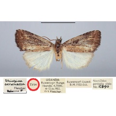 /filer/webapps/moths/media/images/A/acrothecta_Ethiopica_HT_BMNH.jpg