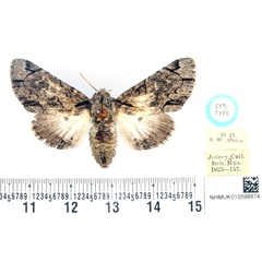 /filer/webapps/moths/media/images/P/postalbida_Pteronycta_STF_BMNH.jpg