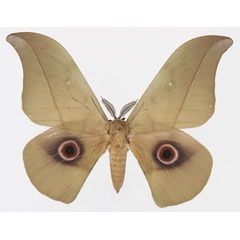 /filer/webapps/moths/media/images/S/saturnus_Lobobunaea_AM_Basquin.jpg