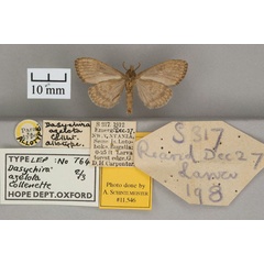 /filer/webapps/moths/media/images/A/azelota_Dasychira_AT_OUMNH_02.jpg