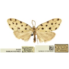 /filer/webapps/moths/media/images/M/melanospila_Siccia_PLTM_BMNH.jpg