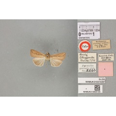 /filer/webapps/moths/media/images/L/lithargyroides_Borolia_HT_BMNHa.jpg