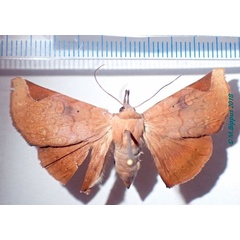/filer/webapps/moths/media/images/A/anceps_Mecodinops_AM_Bippus.jpg