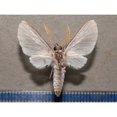 /filer/webapps/moths/media/images/S/subcanescens_Apisa_A_Goff.jpg