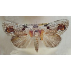 /filer/webapps/moths/media/images/V/viettei_Ophiosema_A_PZBT.jpg