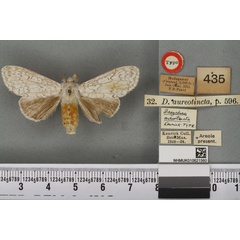 /filer/webapps/moths/media/images/A/aureotincta_Dasychira_HT_BMNHa.jpg