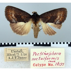 /filer/webapps/moths/media/images/N/noctuiformis_Pectinophora_PT_TMSA.jpg