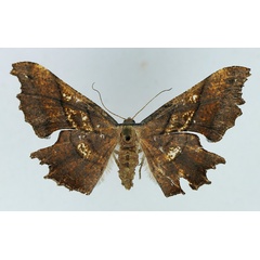 /filer/webapps/moths/media/images/E/erosa_Xenimpia_AF_TMSA.jpg
