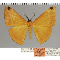/filer/webapps/moths/media/images/A/acuta_Pigiopsis_HT_ZSMa.jpg