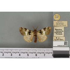 /filer/webapps/moths/media/images/L/leucopicta_Dasychira_PTM_BMNH_01a.jpg
