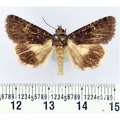 /filer/webapps/moths/media/images/I/illegitima_Aedia_AM_BMNH_02.jpg