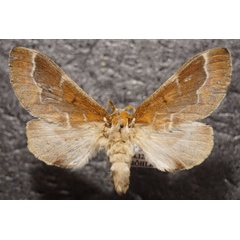 /filer/webapps/moths/media/images/D/diplocyma_Streblote_AF_Stroehle.jpg