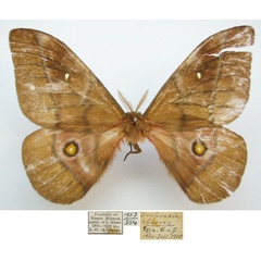 /filer/webapps/moths/media/images/C/cleoris_Imbrasia_HT_NHMUKa.jpg