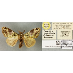 /filer/webapps/moths/media/images/J/junctifascia_Dasychira_PT_BMNH_01a.jpg