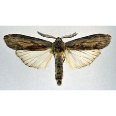 /filer/webapps/moths/media/images/B/basipuncta_Turnaciodes_A_NHMO.jpg