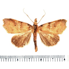 /filer/webapps/moths/media/images/F/finipunctula_Paralephana_AM_BMNH_01.jpg