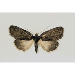 /filer/webapps/moths/media/images/E/erygidia_Prionofrontia_AM_RMCA.jpg