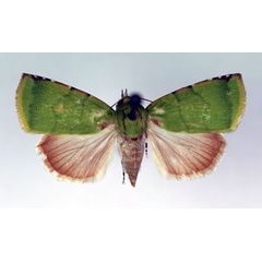 /filer/webapps/moths/media/images/P/phoenicochlora_Lophocrama_A_RMCA.jpg