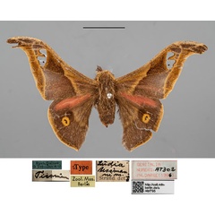 /filer/webapps/moths/media/images/T/tessmanni_Ludia_STM_ZMHBa.jpg