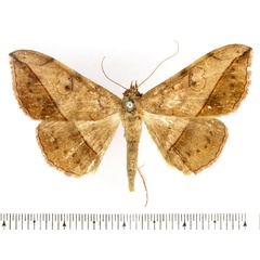 /filer/webapps/moths/media/images/R/rubricans_Anticarsia_AM_BMNH.jpg