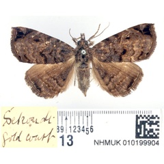 /filer/webapps/moths/media/images/M/moenasalis_Caryonopera_AF_BMNH.jpg