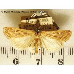 /filer/webapps/moths/media/images/S/scitulellus_Prionapteryx_A_OUMNH_01.jpg