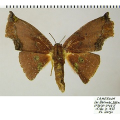 /filer/webapps/moths/media/images/E/eacleoides_Vaena_AF_ZSM_02.jpg