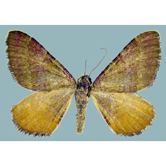 /filer/webapps/moths/media/images/P/pudicata_Mimoclystia_AF_ZSM.jpg