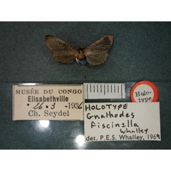 /filer/webapps/moths/media/images/F/fiscinella_Gnathodes_HT_RMCA_01.jpg