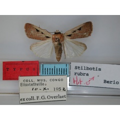 /filer/webapps/moths/media/images/R/rubra_Stilbotis_HT_RMCA.jpg