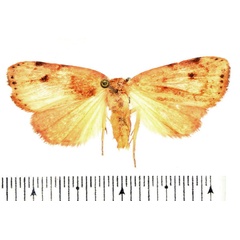/filer/webapps/moths/media/images/P/purpurascens_Paralephana_AM_BMNH.jpg