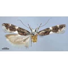 /filer/webapps/moths/media/images/O/objecta_Tricerophora_AF_MHNG.jpg
