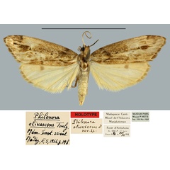 /filer/webapps/moths/media/images/O/olivascens_Philenora_HT_MNHN.jpg