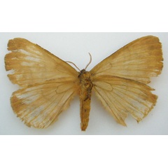 /filer/webapps/moths/media/images/Y/yokoana_Dreata_HT_NHMUKb.jpg