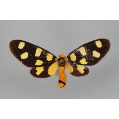 /filer/webapps/moths/media/images/P/perroti_Amata_HT_BMNH.jpg