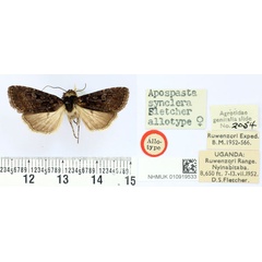 /filer/webapps/moths/media/images/S/synclera_Apospasta_AT_BMNH.jpg
